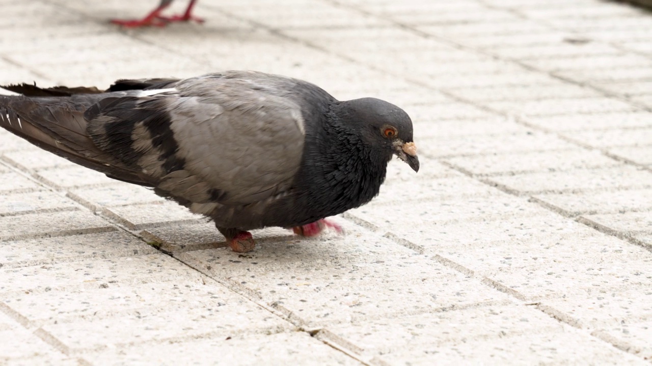 残疾跛足的城市岩鸽与一群喂食的野鸟。耧斗菜科视频素材