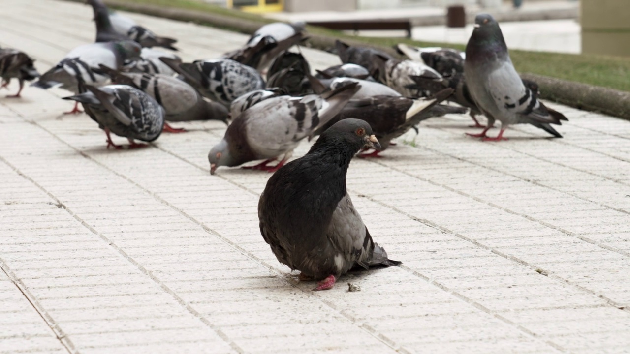 残疾跛足的城市岩鸽与一群喂食的野鸟。鸽属利维亚视频素材