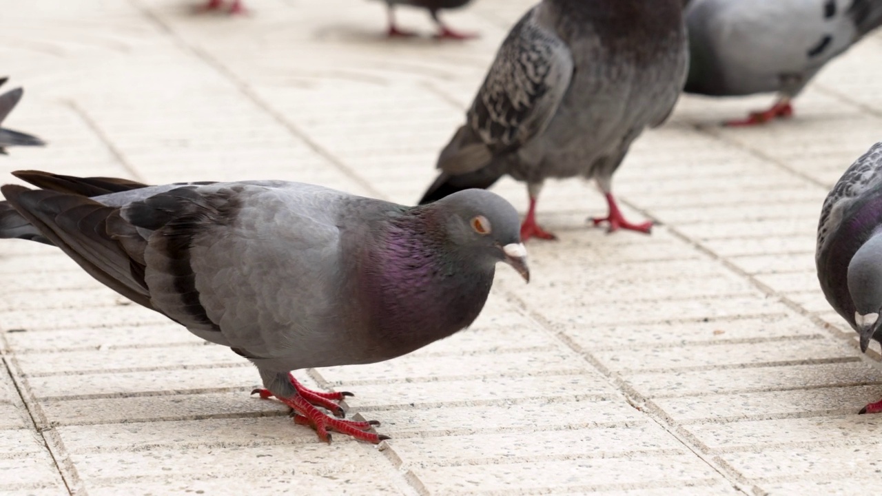 岩鸽在一群喂食的城市野鸟中。耧斗菜，耧斗菜视频素材