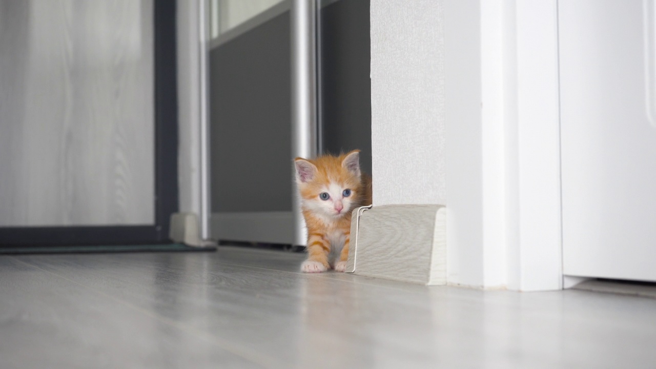 新公寓里可爱的姜黄色条纹蓝眼睛小猫。视频素材