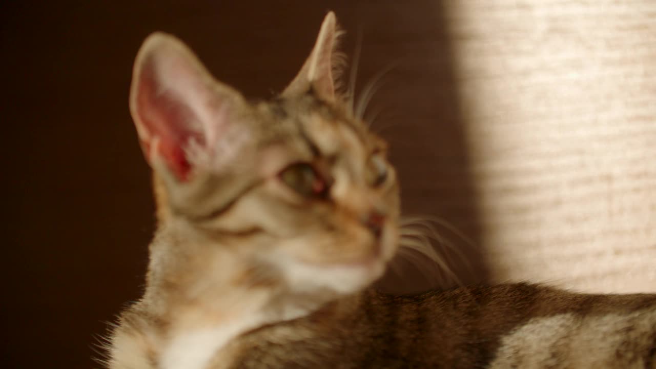 可爱的虎斑猫头视频素材