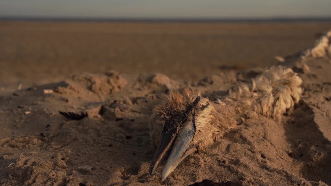 一只死去的北方塘鹅(Morus bassanus)躺在海滩上，一只小苍蝇从它的喙上走过视频下载