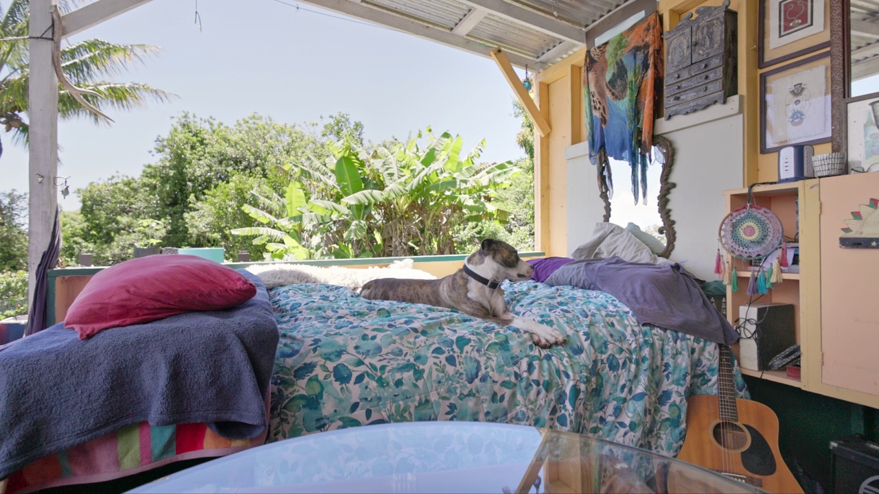 毛伊岛偏远的豪华露营地点在基帕胡尔丛林深处和狗。视频下载