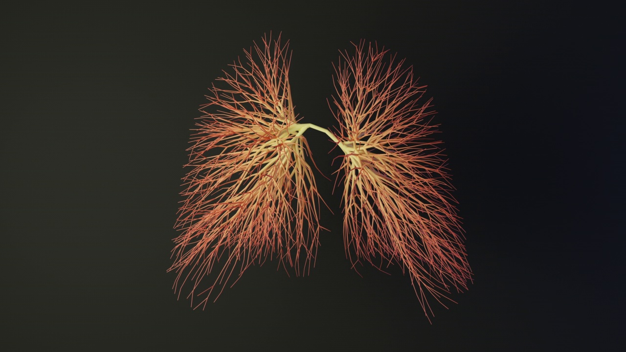 人类的肺是由线条组成的。展开成长的动画。医学概念。视频下载