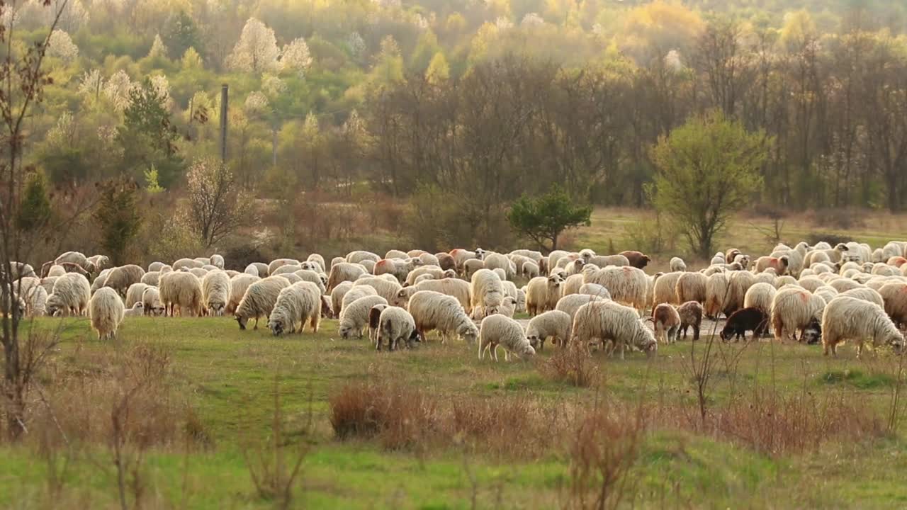 羊群在秋天的田野上吃草的美丽景色视频素材