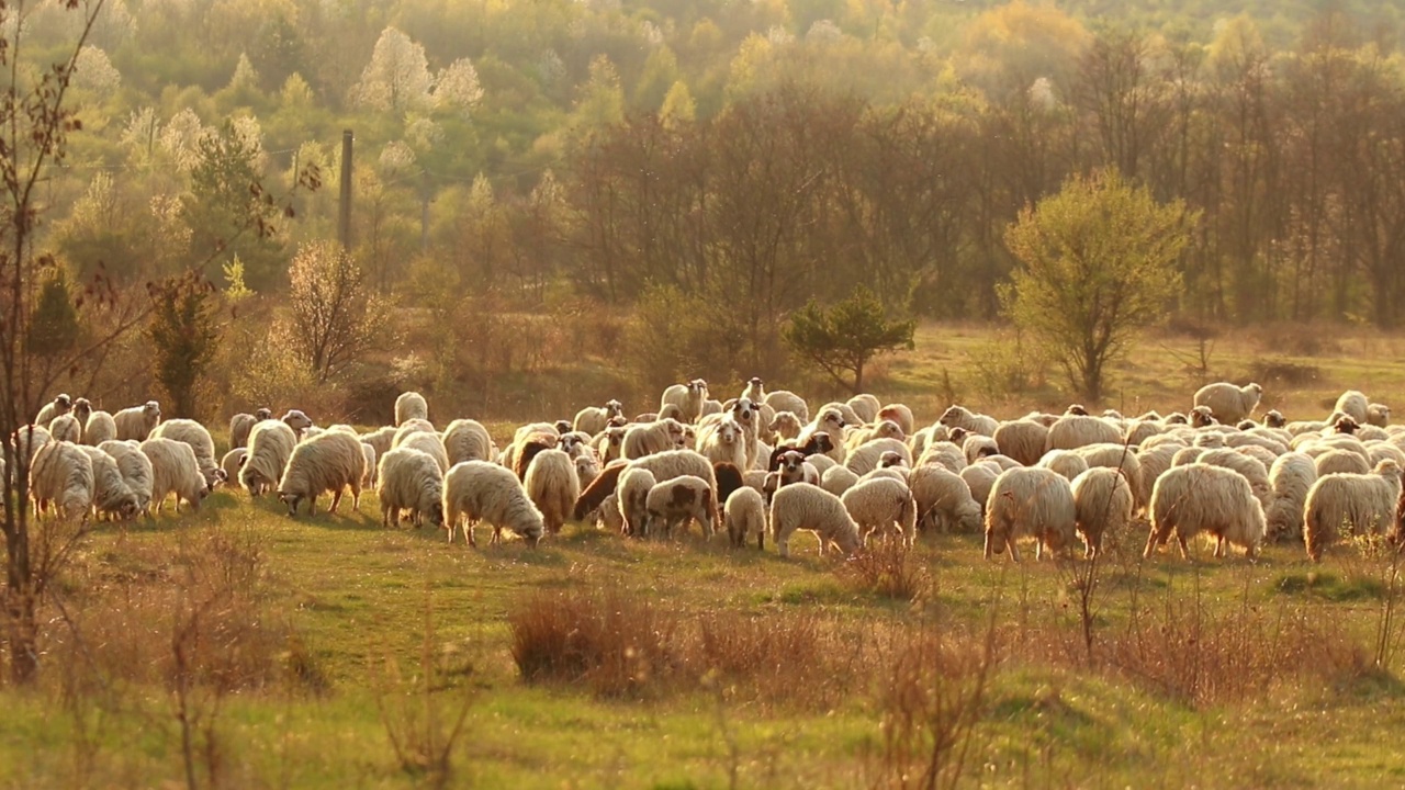 春天日落时分，羊群在田野上吃草视频素材