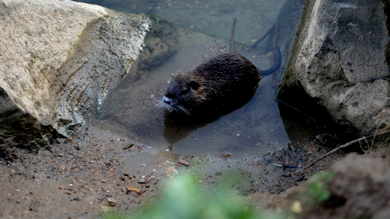 可爱的河狸鼠(狸鼠)也被称为海狸鼠在河里游泳视频素材