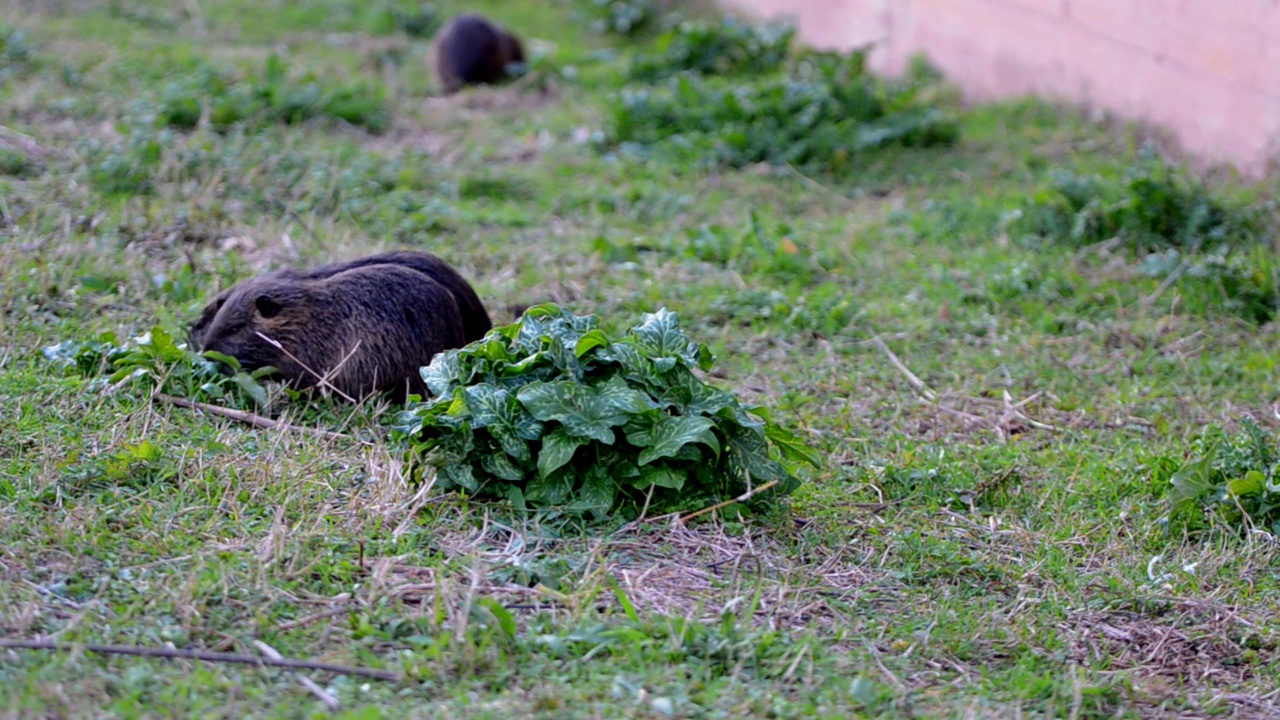 一对河狸鼠(河狸鼠)也被称为海狸鼠在河边吃草视频素材