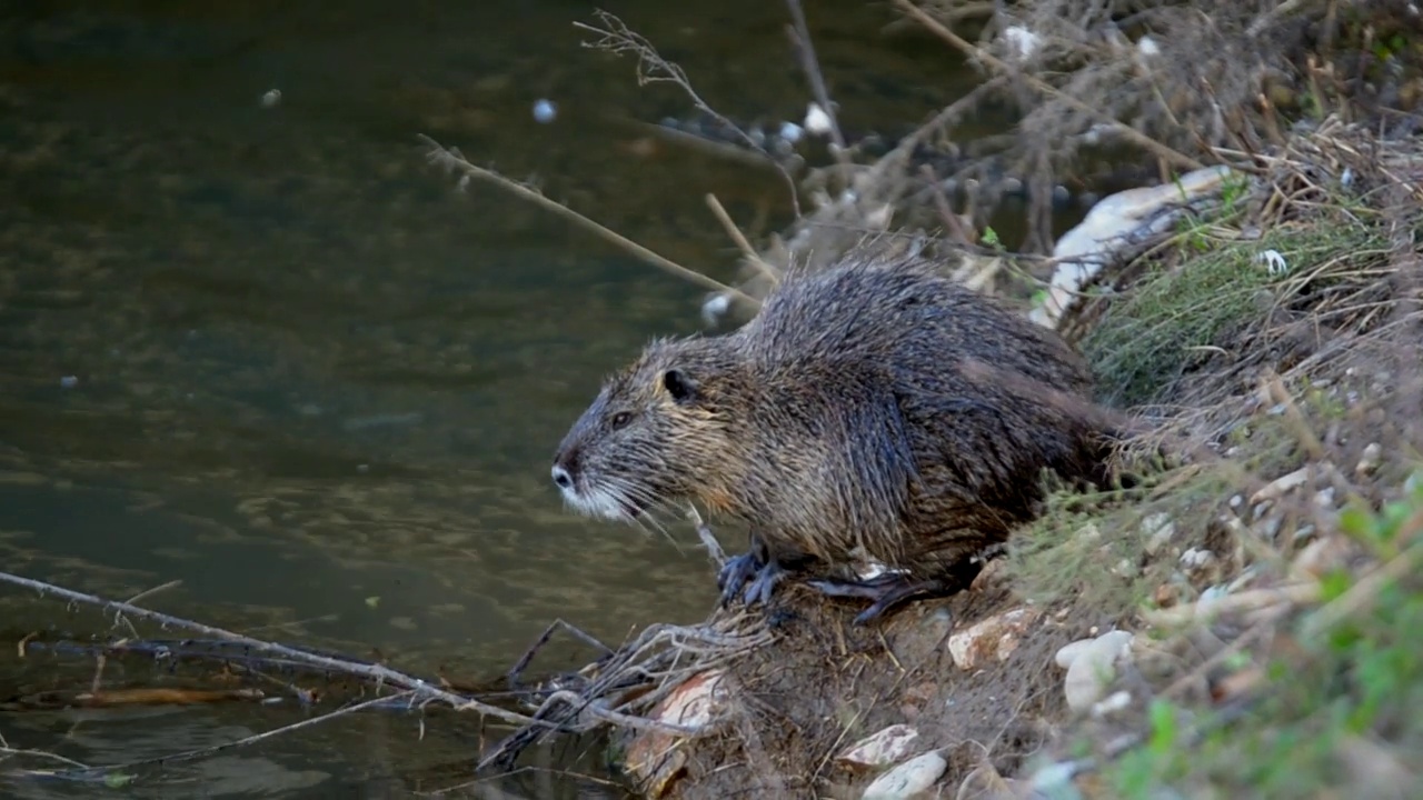 河狸鼠(狸鼠)也被称为海狸鼠进入河流和游泳视频素材