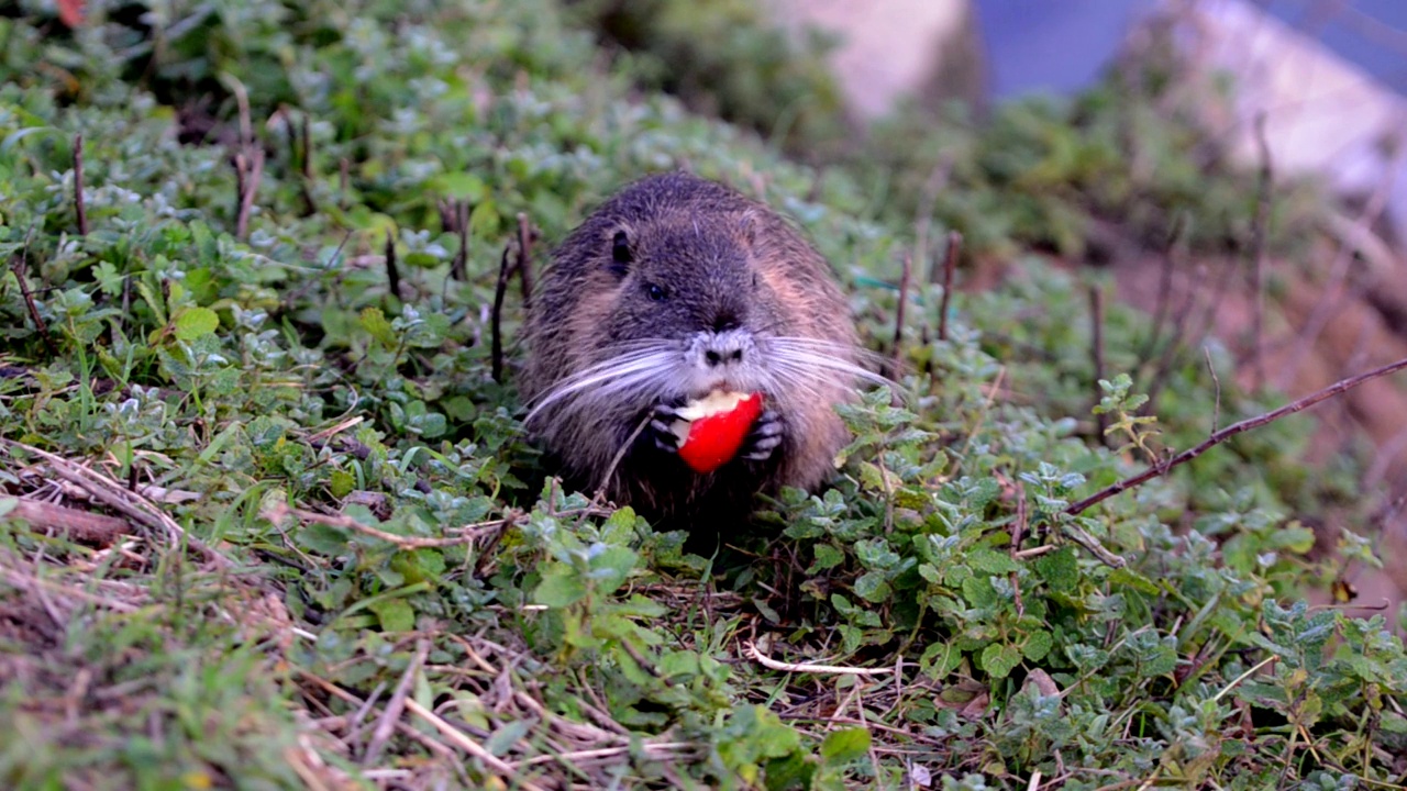 河狸鼠又名海狸鼠，在河边吃着红苹果视频素材