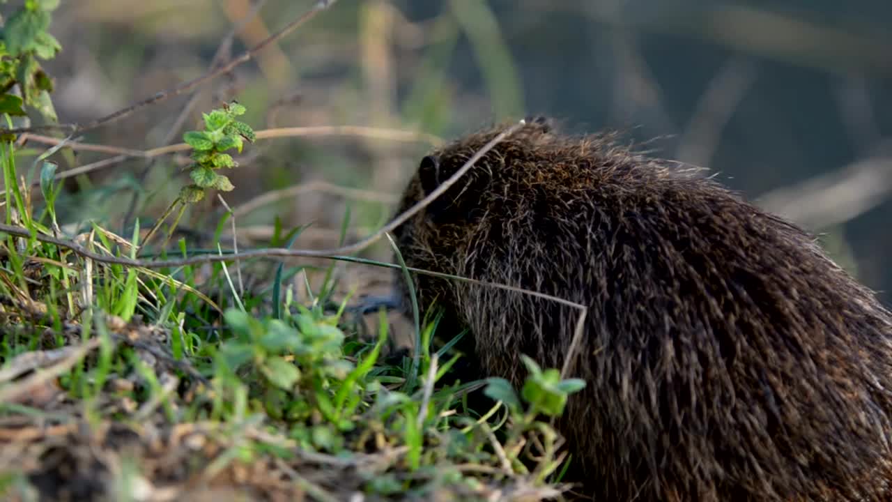 河狸鼠又名海狸鼠，在河边吃树叶视频素材