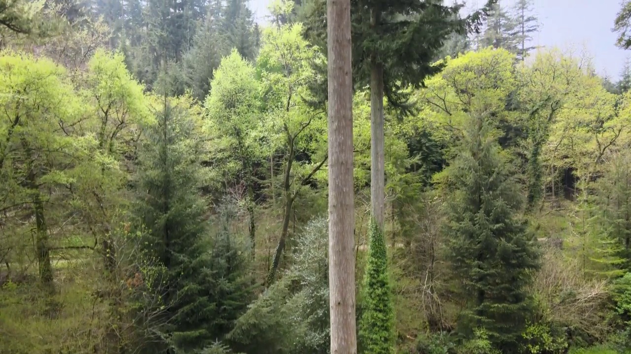 英国萨默塞特郡森林里美丽的高大锡特卡云杉树视频下载