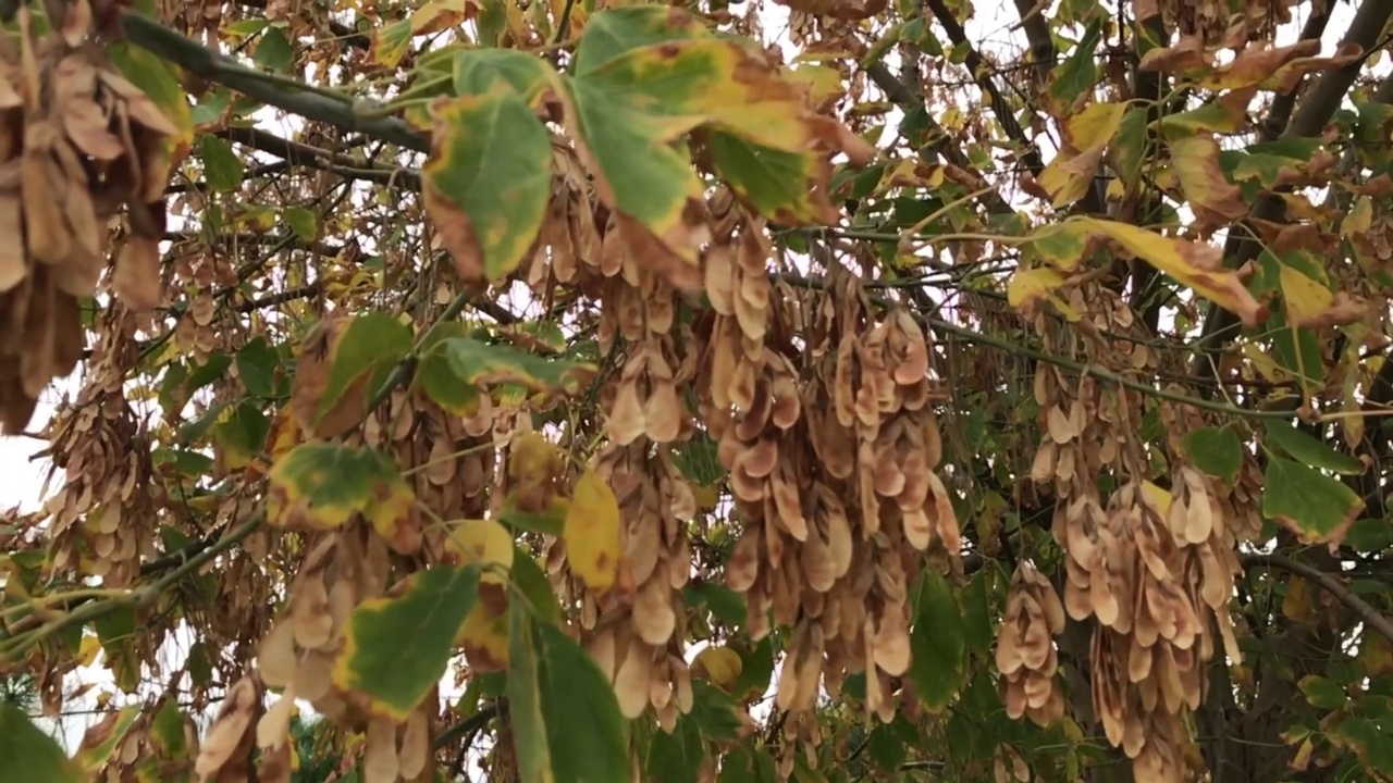 秋天树叶树木和寒冷的天视频下载