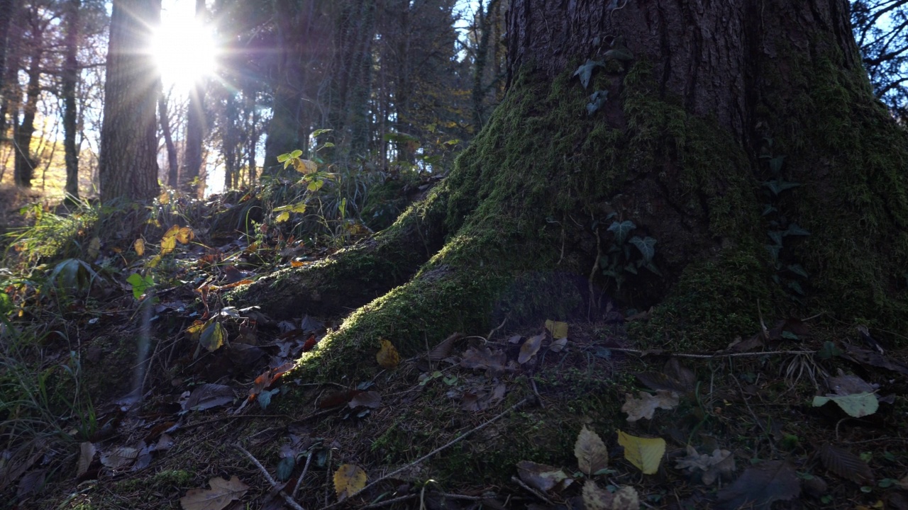 强大的树根被早晨的阳光照亮，一棵伟大的松树的树根视频视频下载