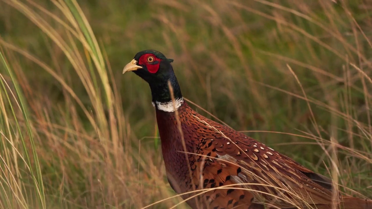 一只普通的野鸡(野雉属)站在在大风中摇曳的草丛中视频素材