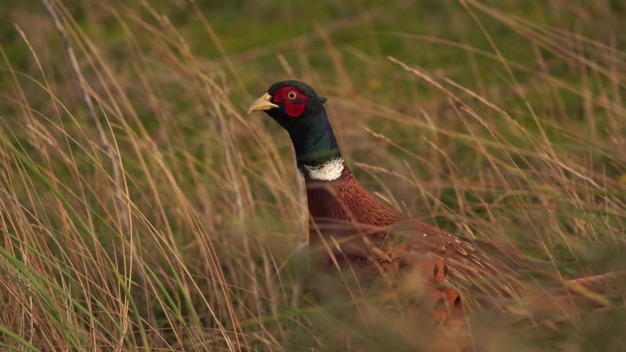 一只普通的野鸡(野雉属)站在在大风中摇曳的草丛中视频素材