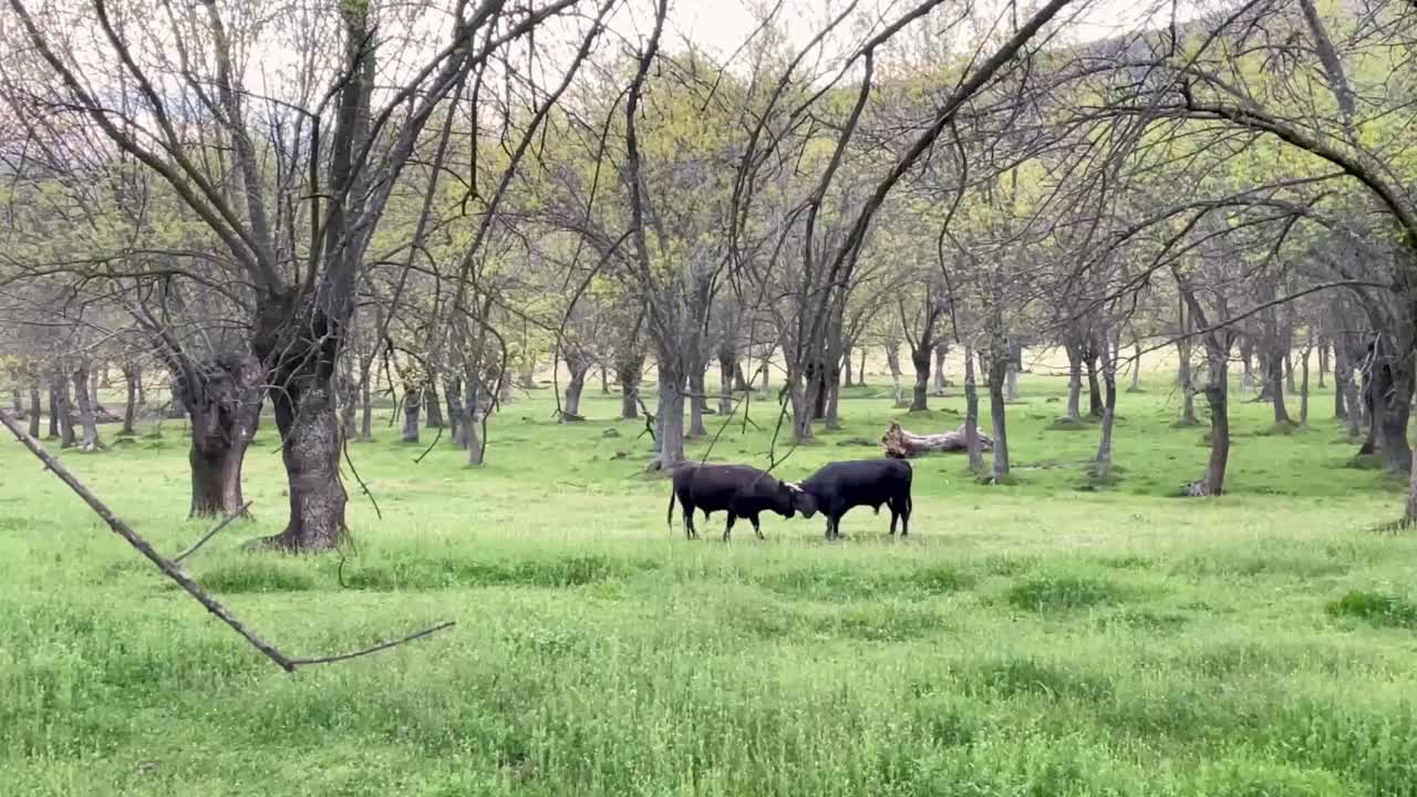 西班牙斗牛在自由自在的生活中，衡量着自己的力量视频下载