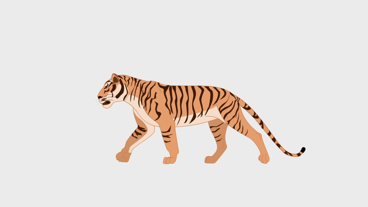 一只老虎在白色背景上独立行走的3D渲染图视频下载