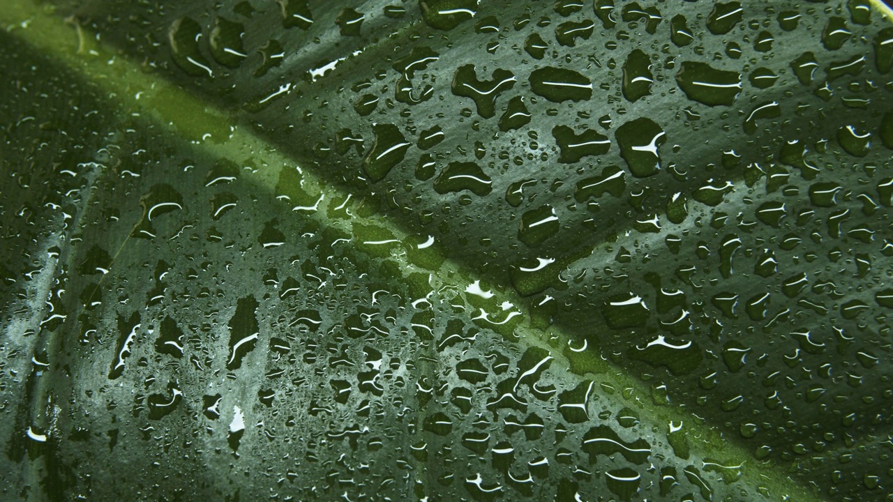 绿叶和雨滴。视频下载