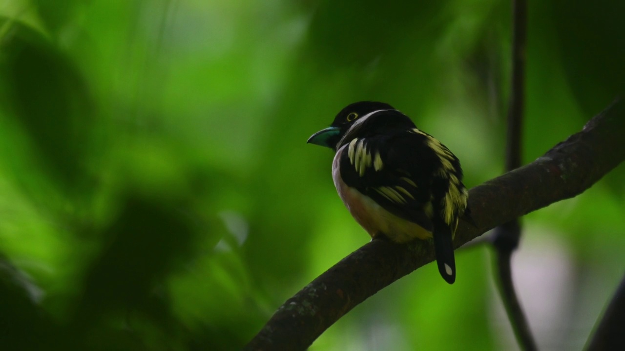 黑黄相间的阔嘴鹦鹉，泰国视频下载