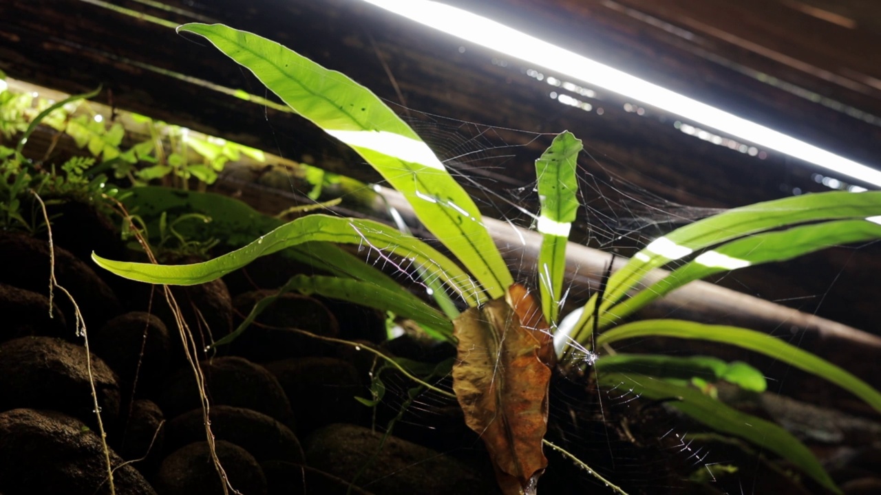 绿色植物上的蜘蛛网视频素材