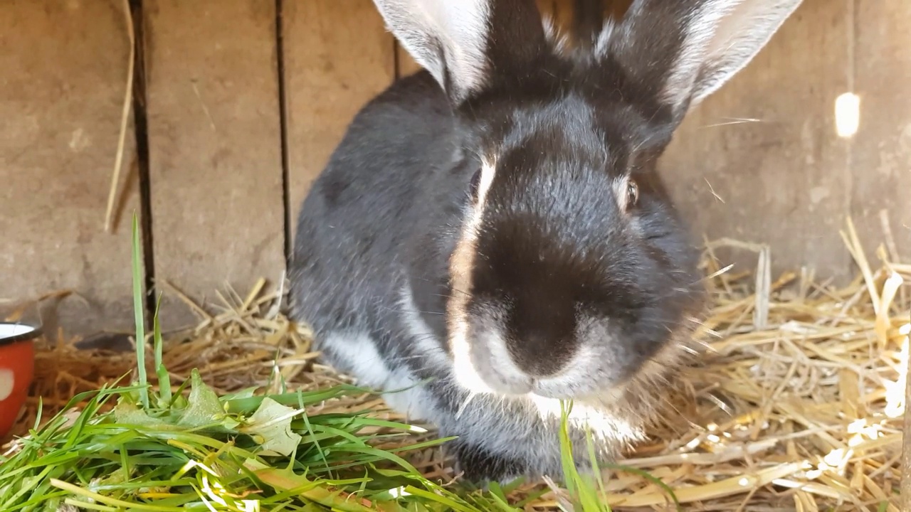 一只可爱的兔子在笼子里吃草的特写视频素材
