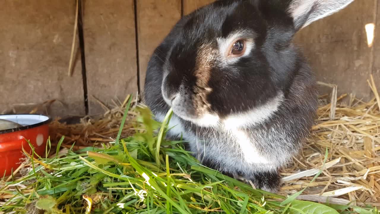 一只可爱的兔子在笼子里吃草的特写视频素材