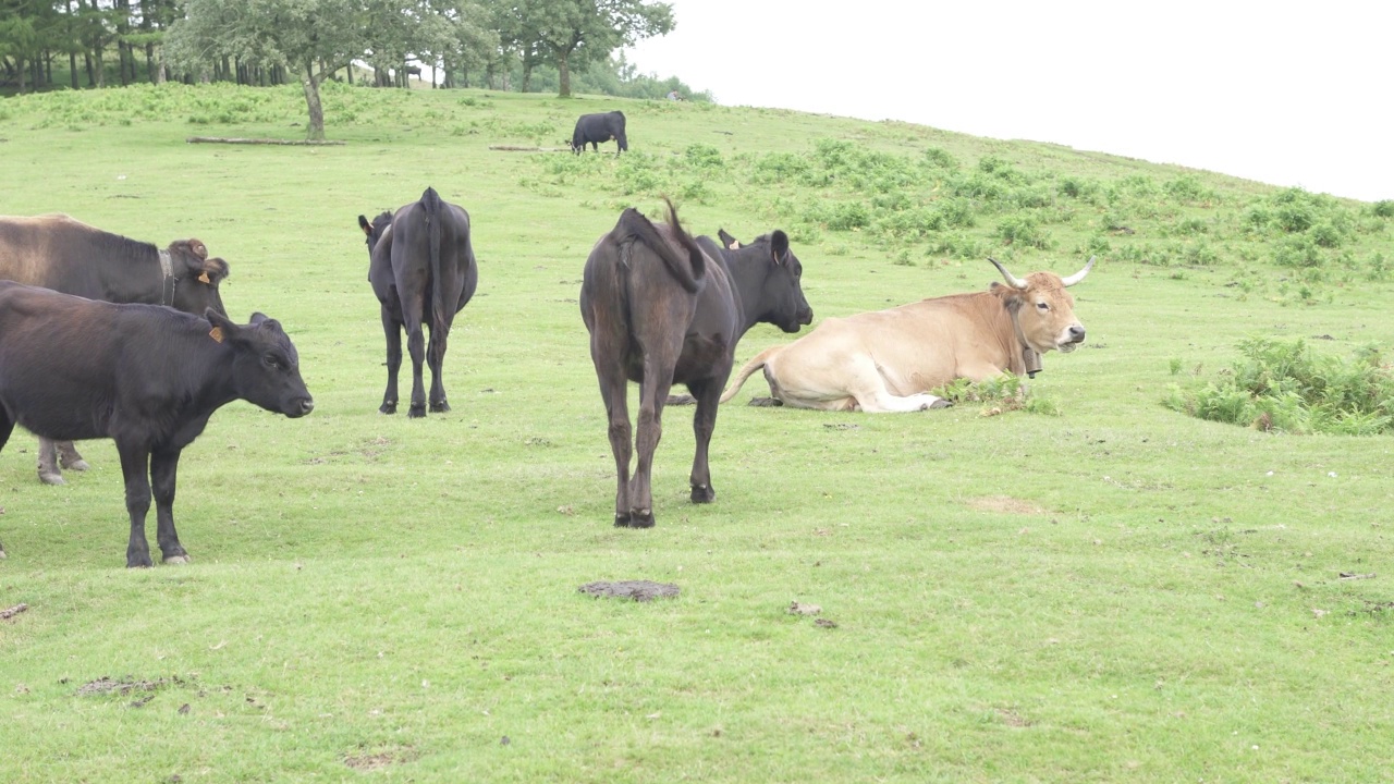白天，一群牛在牧场上吃草视频素材