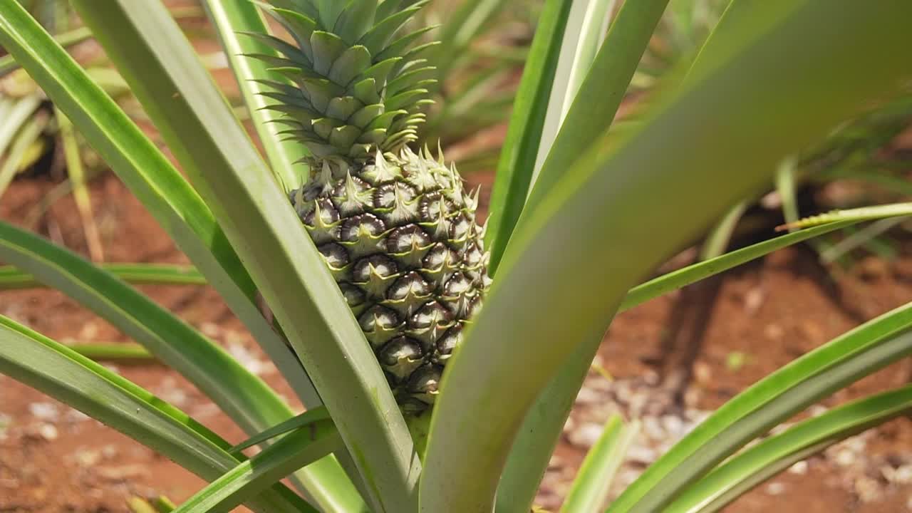 在巴拿马的一个农场里，一个绿色的、未成熟的菠萝果实的特写视频下载