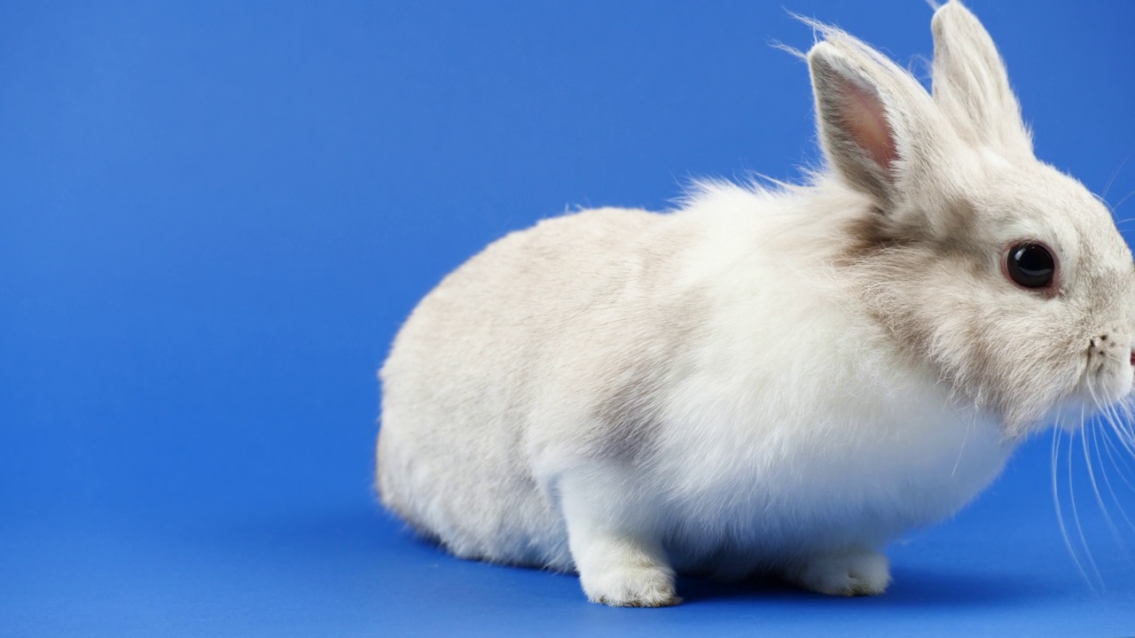 装饰性家兔坐在蓝色背景上。可爱的小兔子四处张望。健康动物和宠物概念。复活节视频下载