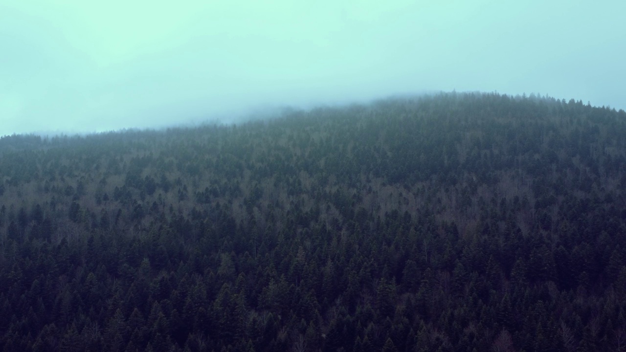 雾林鸟瞰图视频素材