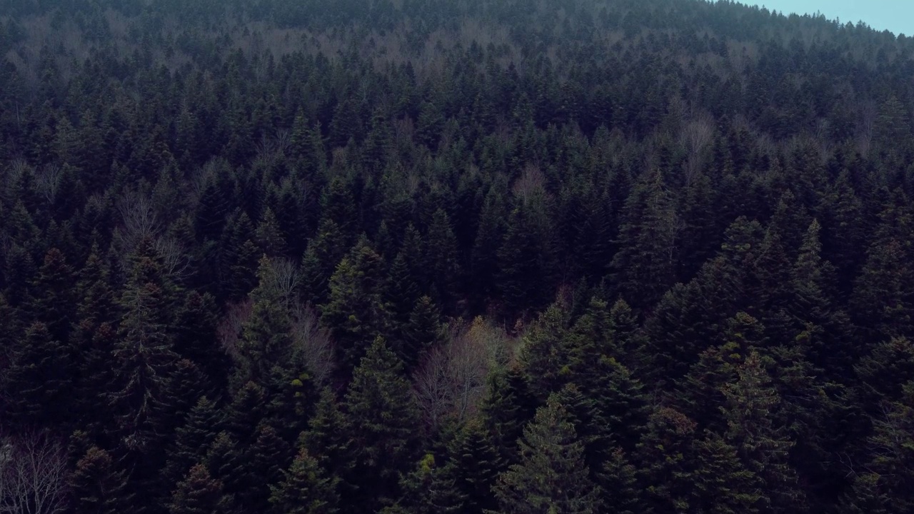 雾林鸟瞰图视频素材