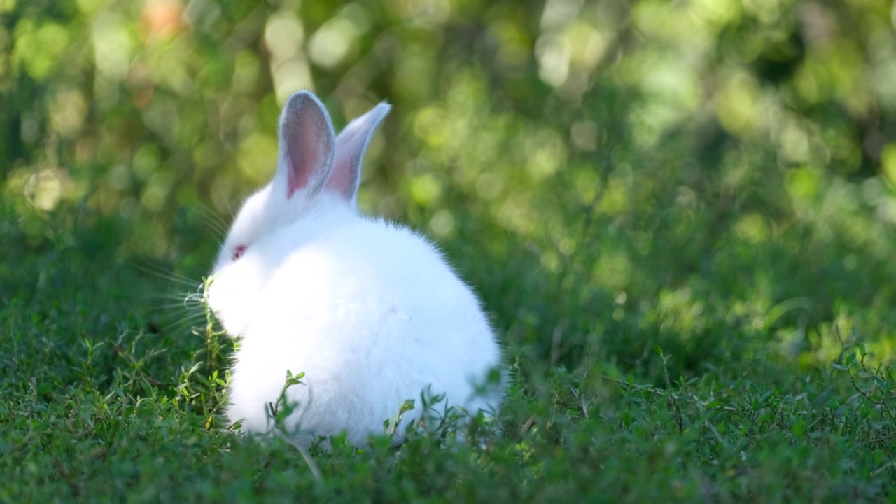 阳光明媚的夏日，兔子在户外吃草。复活节兔子在花园里。视频下载
