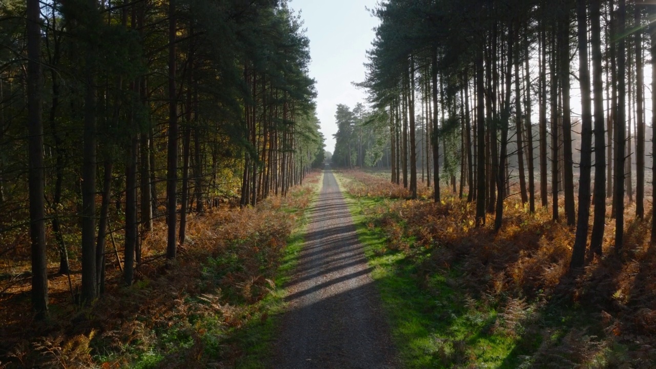 上升无人机剪辑的森林小径在一个明亮的阳光灿烂的秋天的一天视频素材