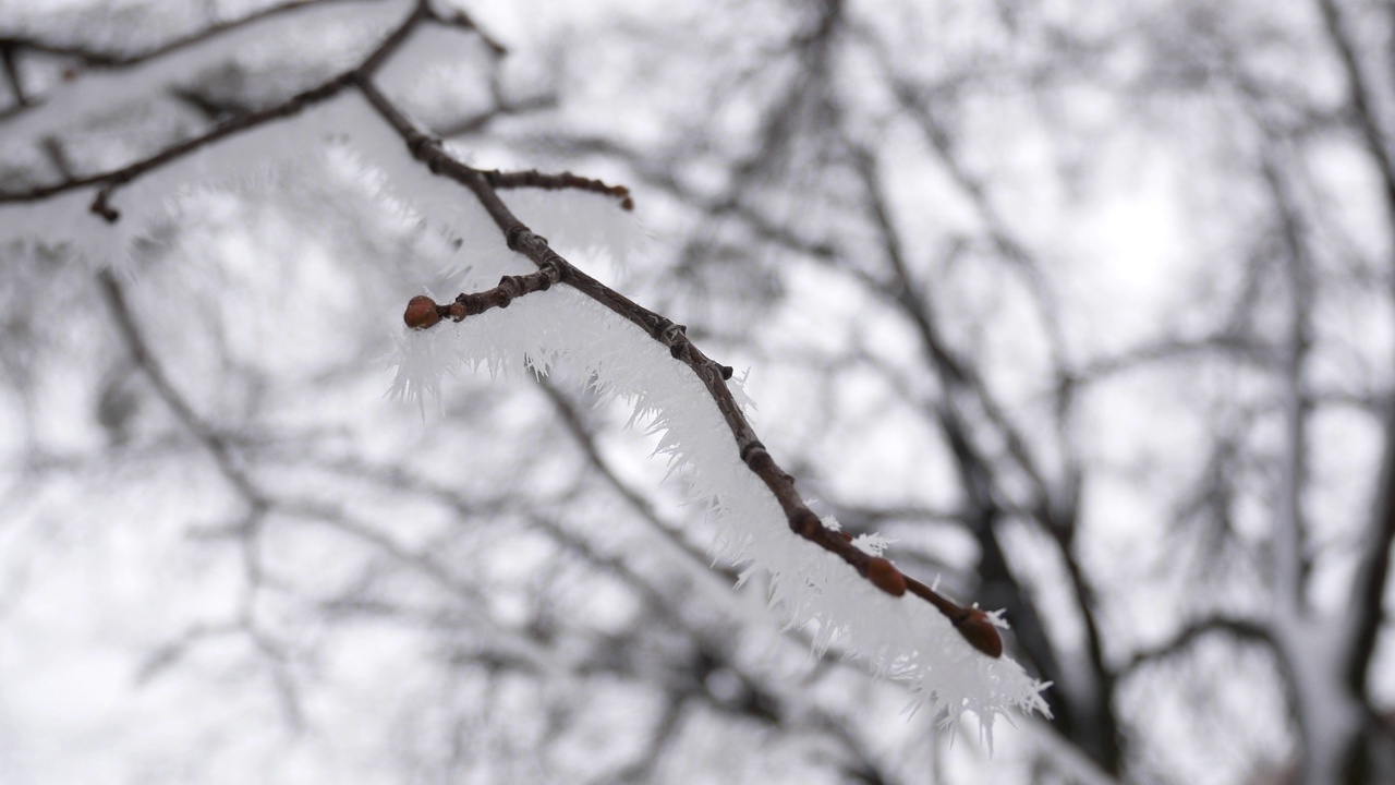 冬天树枝上结了霜。下雪的冬天视频素材