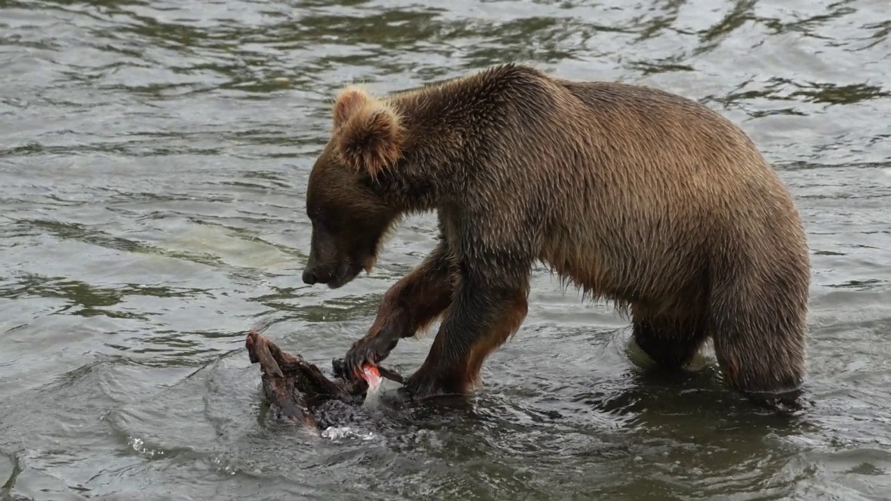 棕熊在布鲁克斯瀑布吃红鲑鱼的皮肤-慢动作视频素材
