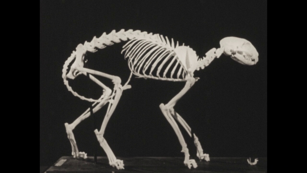 《骨架》——21篇中的第三部分。详细描述人体骨骼的形成、生长、发育和功能。显微摄影和动画绘图揭示了骨骼的组成以及它们是如何生长的。戏剧性的电影x射线摄影显示视频下载