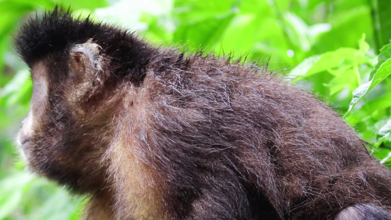 有趣的毛绒绒卷尾猴在丛林里进食视频下载