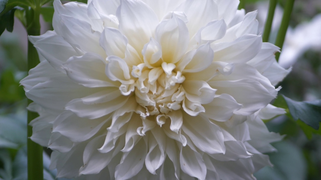 一朵盛开的白菊花的特写镜头视频素材