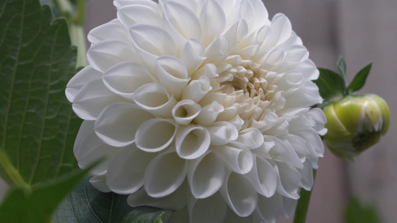 一朵盛开的白菊花的特写镜头视频素材
