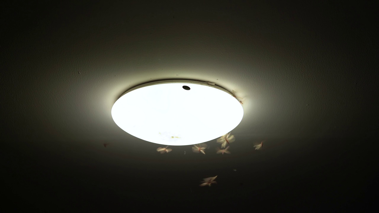 在4K画面下，虫子围着闪亮的吊灯飞来飞去视频下载