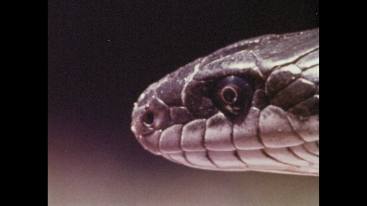 蛇的故事-第3部分的17。考察了北美黑蛇的物理特征、生命周期和行为，并说明了一种冷血动物如何适应其环境中不断变化的条件视频下载