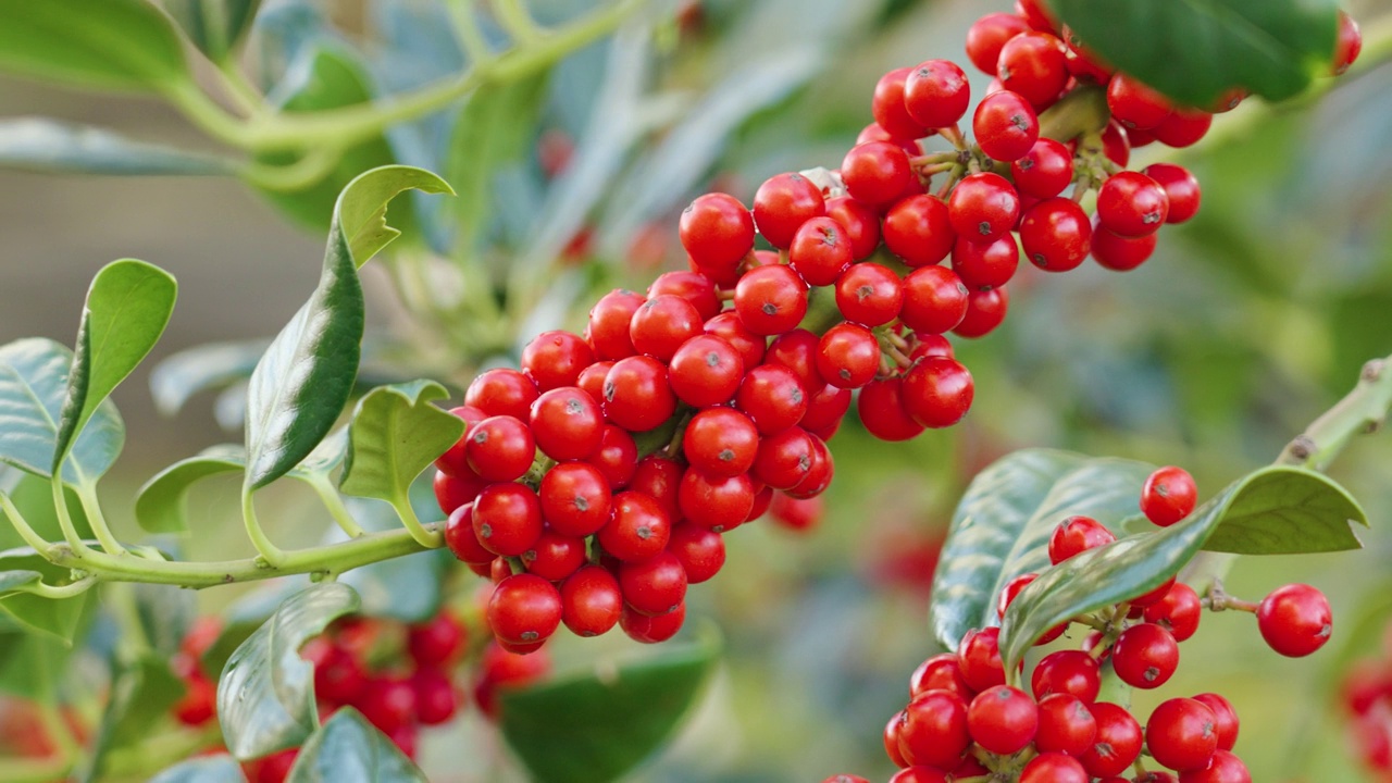 一串成熟的红色浆果，挂在绿叶的树枝上视频素材