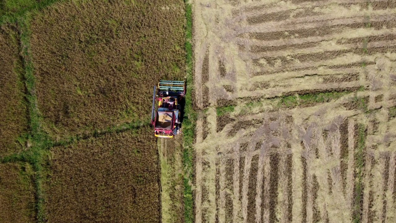 无人机视角的农民驾驶着收割机拖拉机，在农业领域种植水稻视频素材