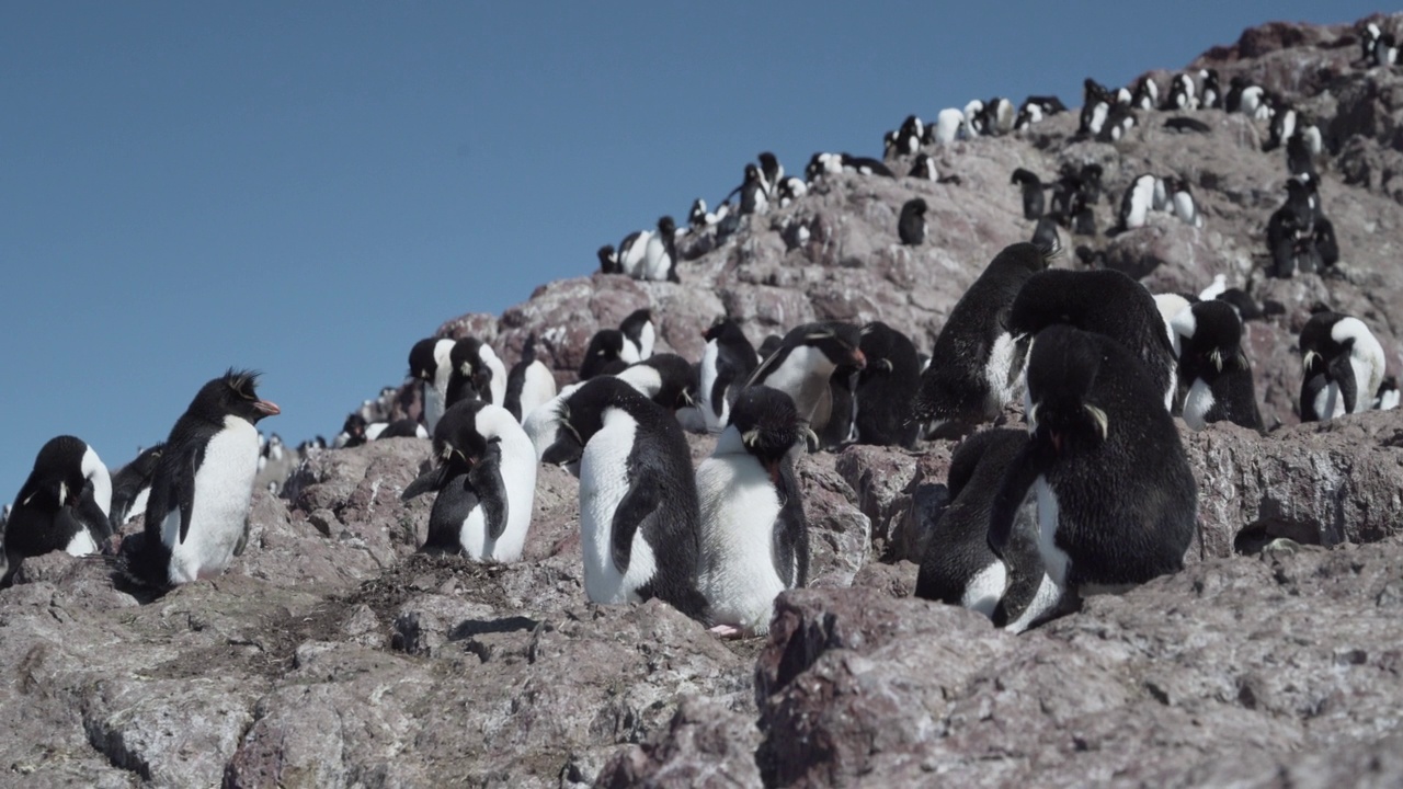 Eudyptes chrysocome是一种跳岩企鹅，也被称为冠企鹅，生活在阿根廷巴塔哥尼亚大西洋海岸的pinguino岛的岩石和陡峭的悬崖上。它以红色的眼睛和特有的黄色眉毛而闻名视频下载