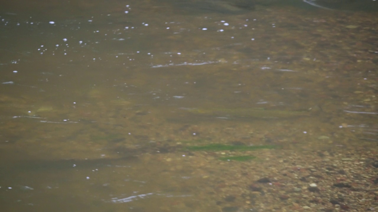 大西洋鲑鱼在浅河流产卵。在野外淡水中筑巢的鱼类视频素材