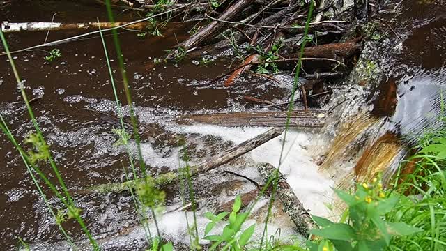 海狸坝海狸在河流或小溪上筑起的海狸坝，以防止捕食者的捕食，并在冬季方便觅食筑坝材料有木头、树枝、树叶、草、淤泥、泥土、石头。视频素材