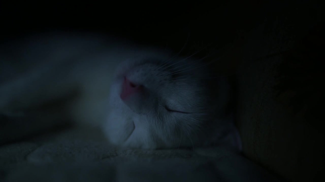 可爱的白猫睡在电视灯光下的沙发上视频下载