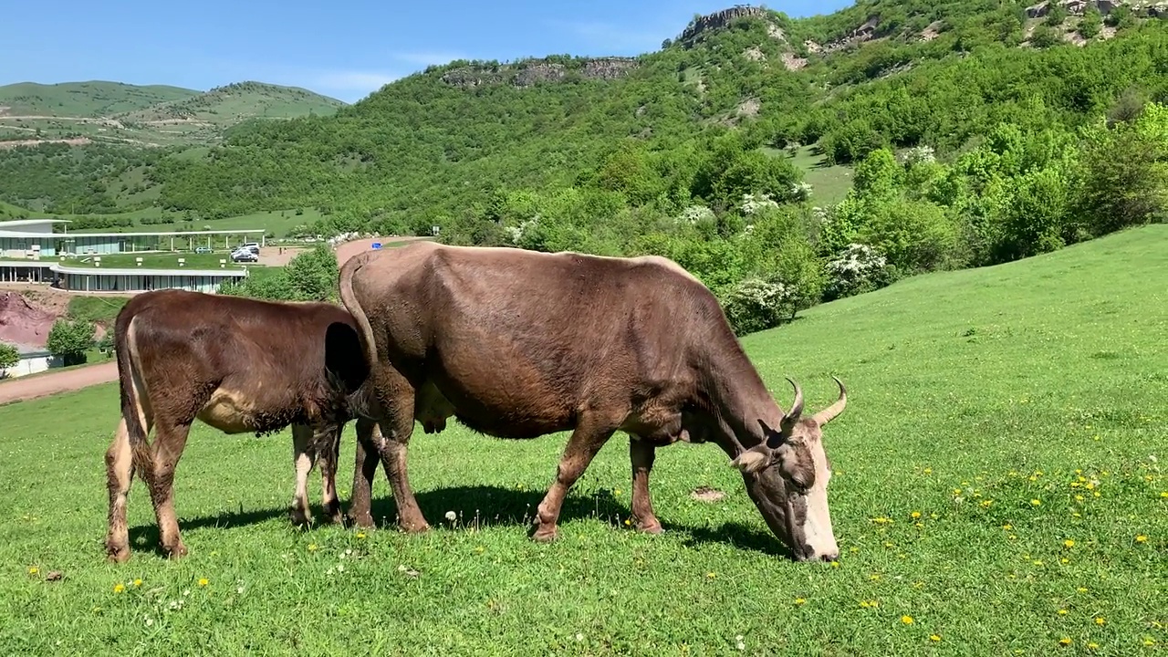 在亚美尼亚洛里的德塞格高地，农村奶牛吃草的特写视频素材