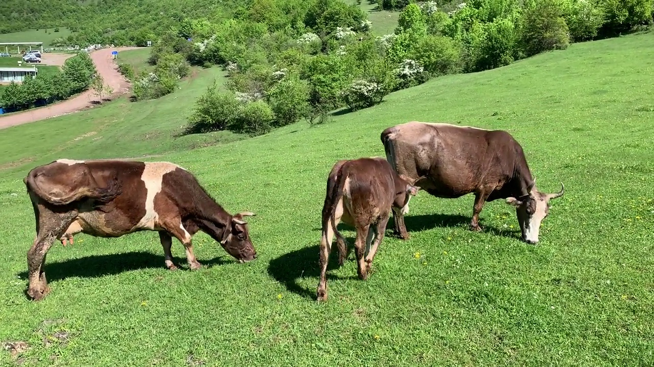 在亚美尼亚洛里的德塞格高地，农村奶牛吃草的特写视频素材